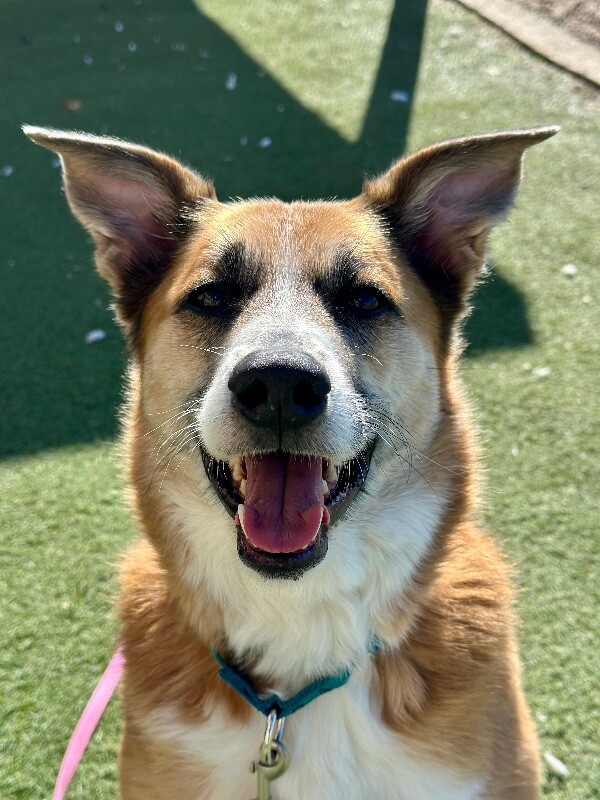 Picture of the Animal Listed