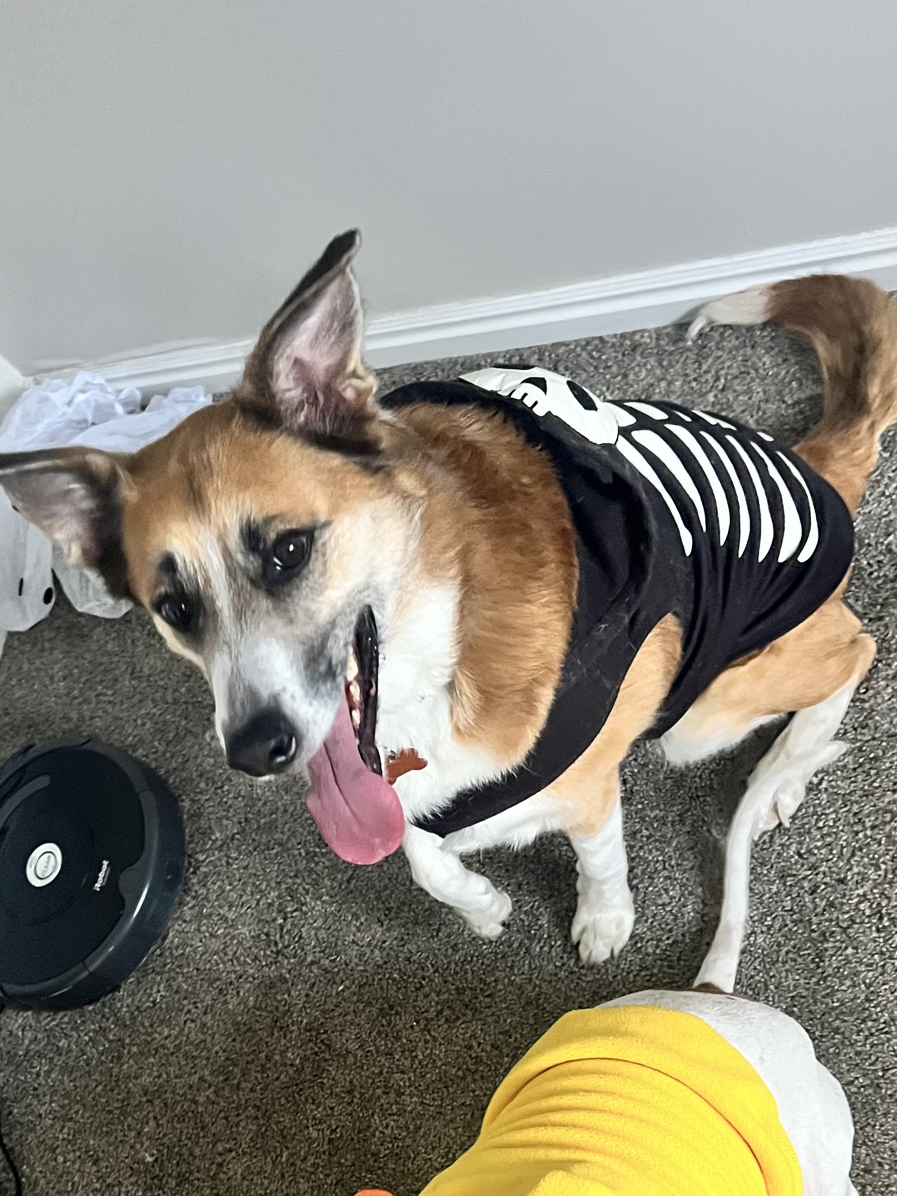 Picture of the Animal Listed