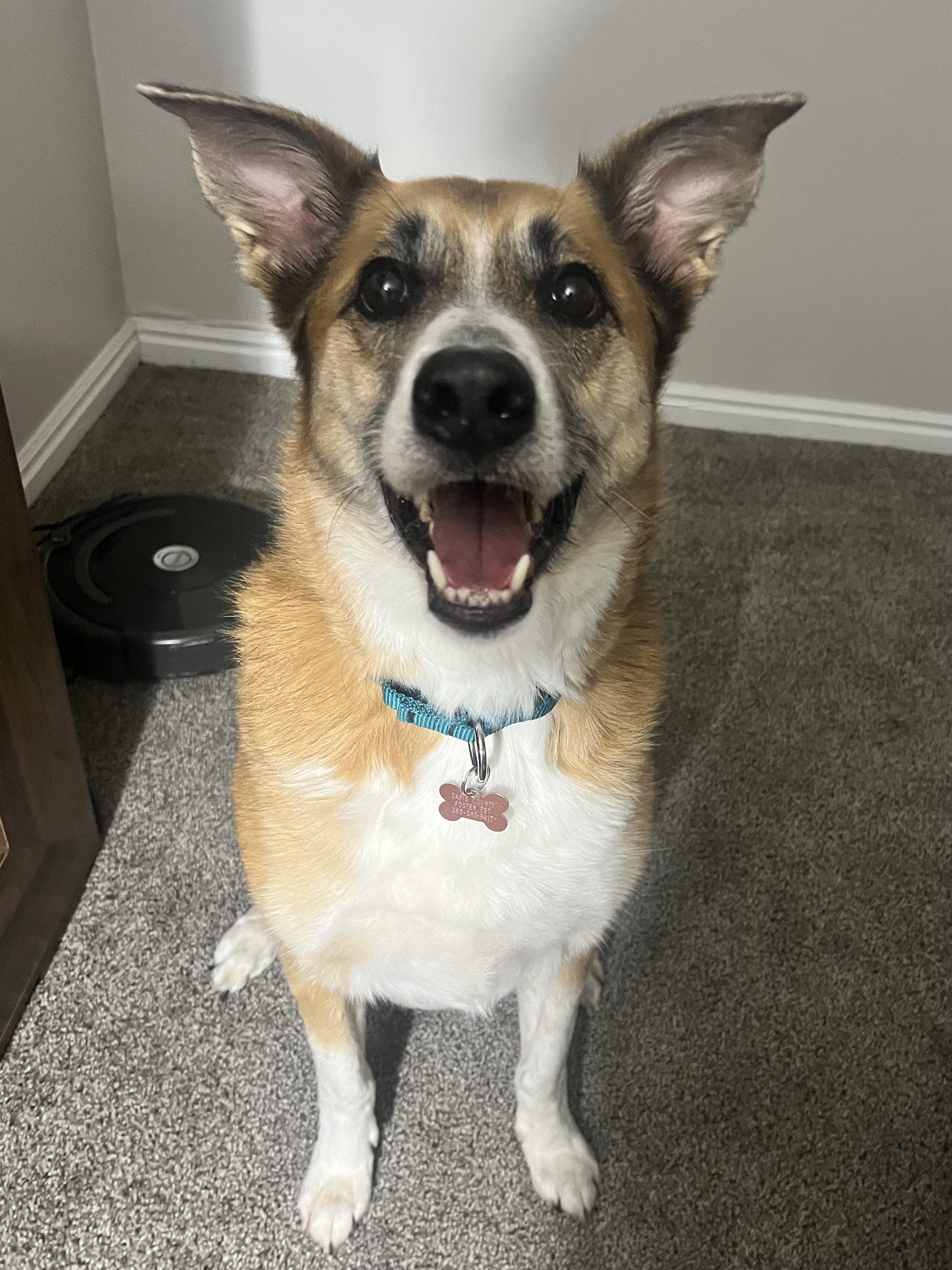 Picture of the Animal Listed