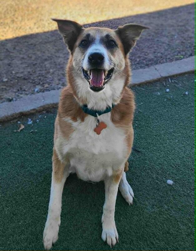 Picture of the Animal Listed