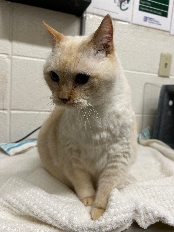 Picture of the Animal Listed