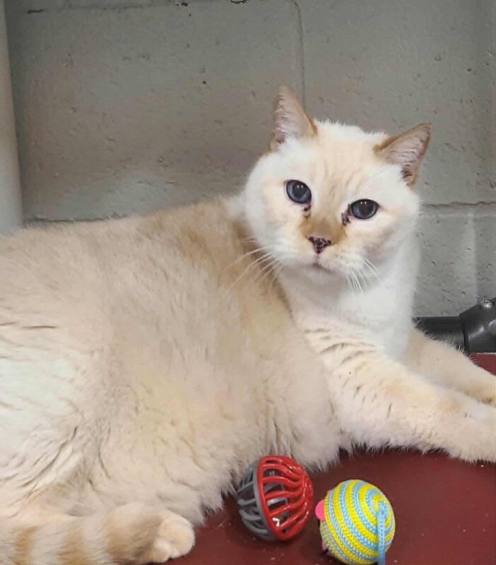 Picture of the Animal Listed