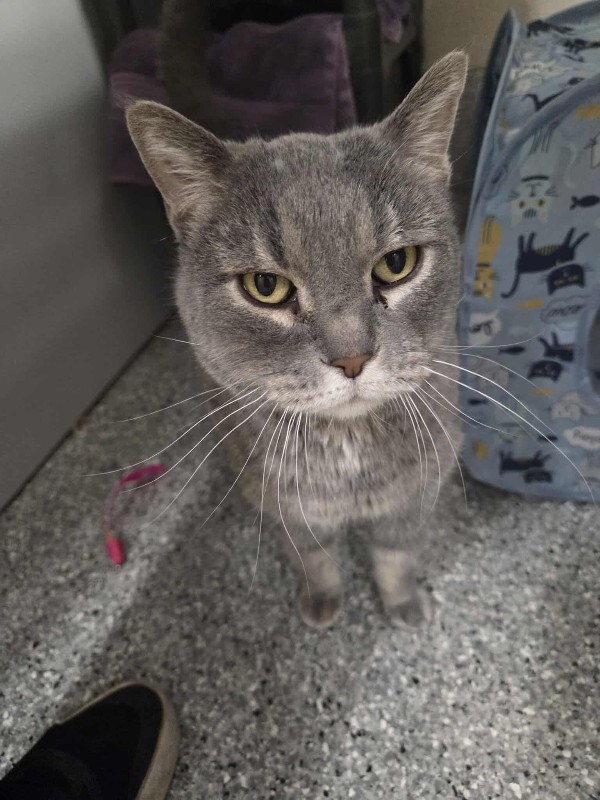 Picture of the Animal Listed