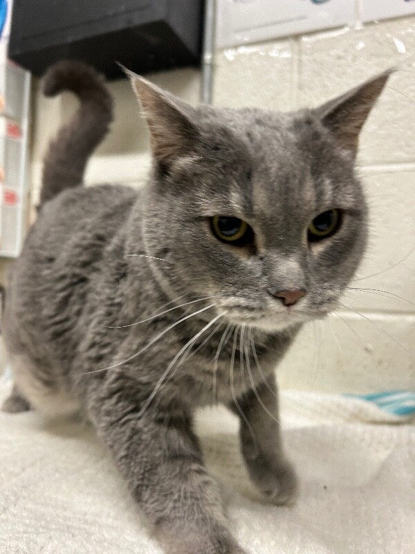 Picture of the Animal Listed