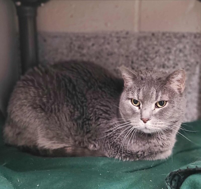 Picture of the Animal Listed