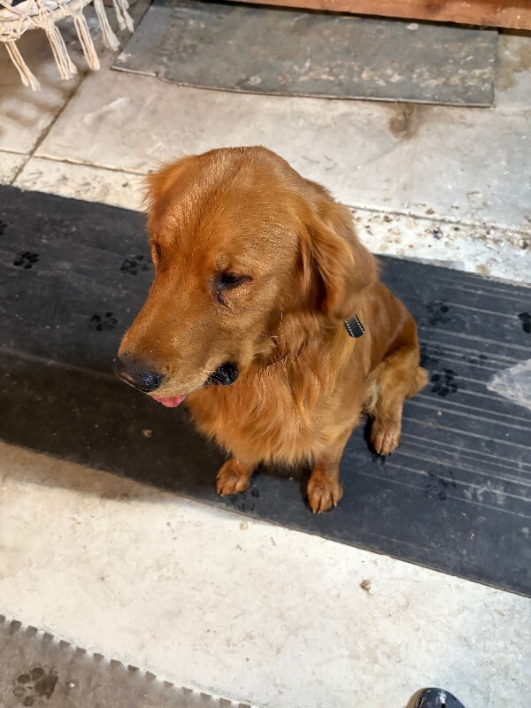 Picture of the Animal Listed