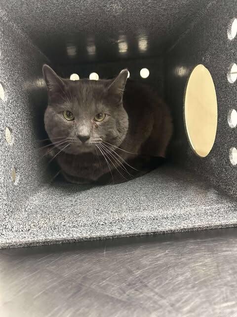 Picture of the Animal Listed