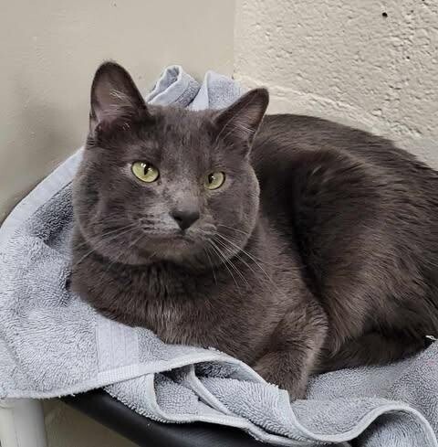 Picture of the Animal Listed