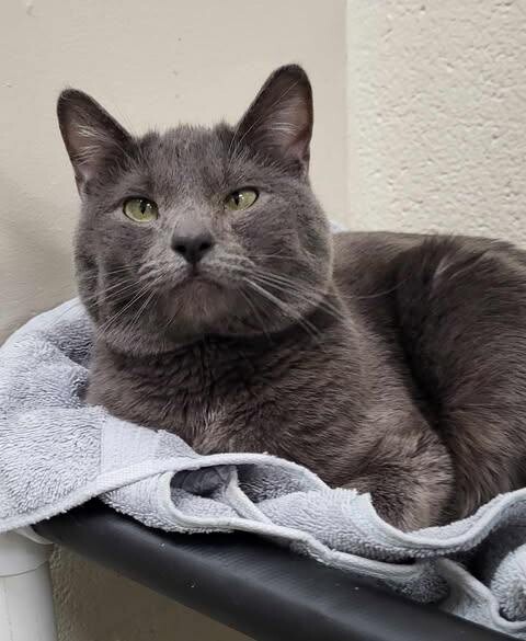 Picture of the Animal Listed