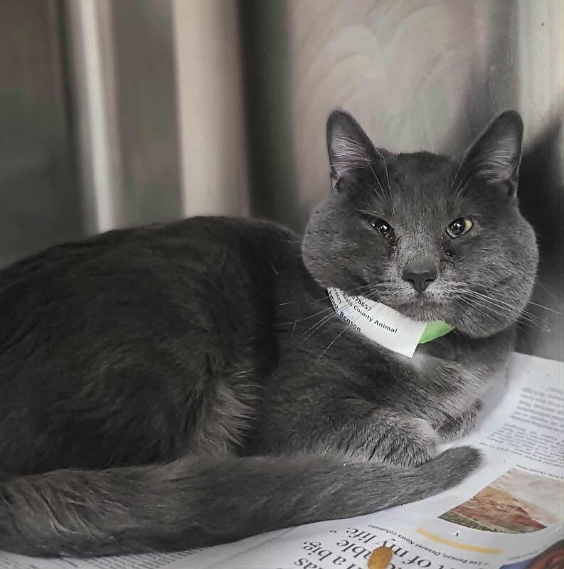 Picture of the Animal Listed