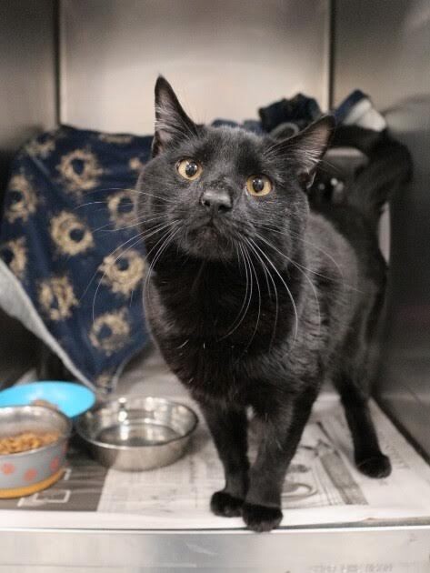 Picture of the Animal Listed