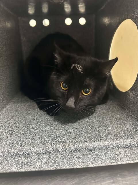 Picture of the Animal Listed