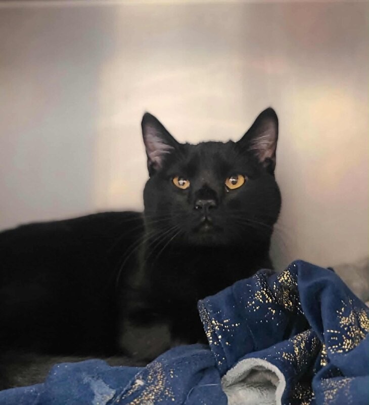 Picture of the Animal Listed