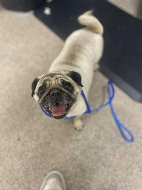 Picture of the Animal Listed