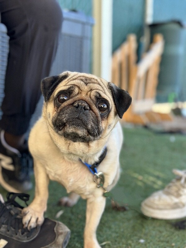 Picture of the Animal Listed