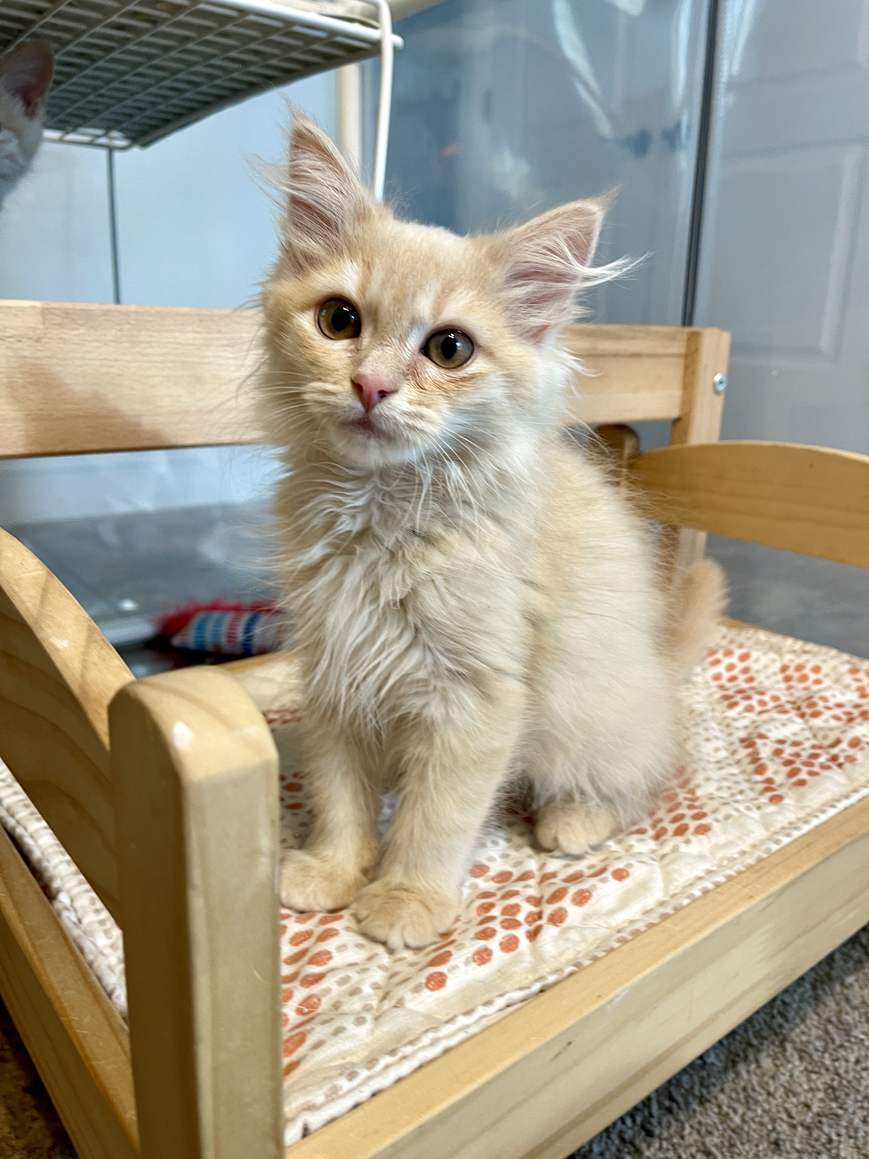 Picture of the Animal Listed