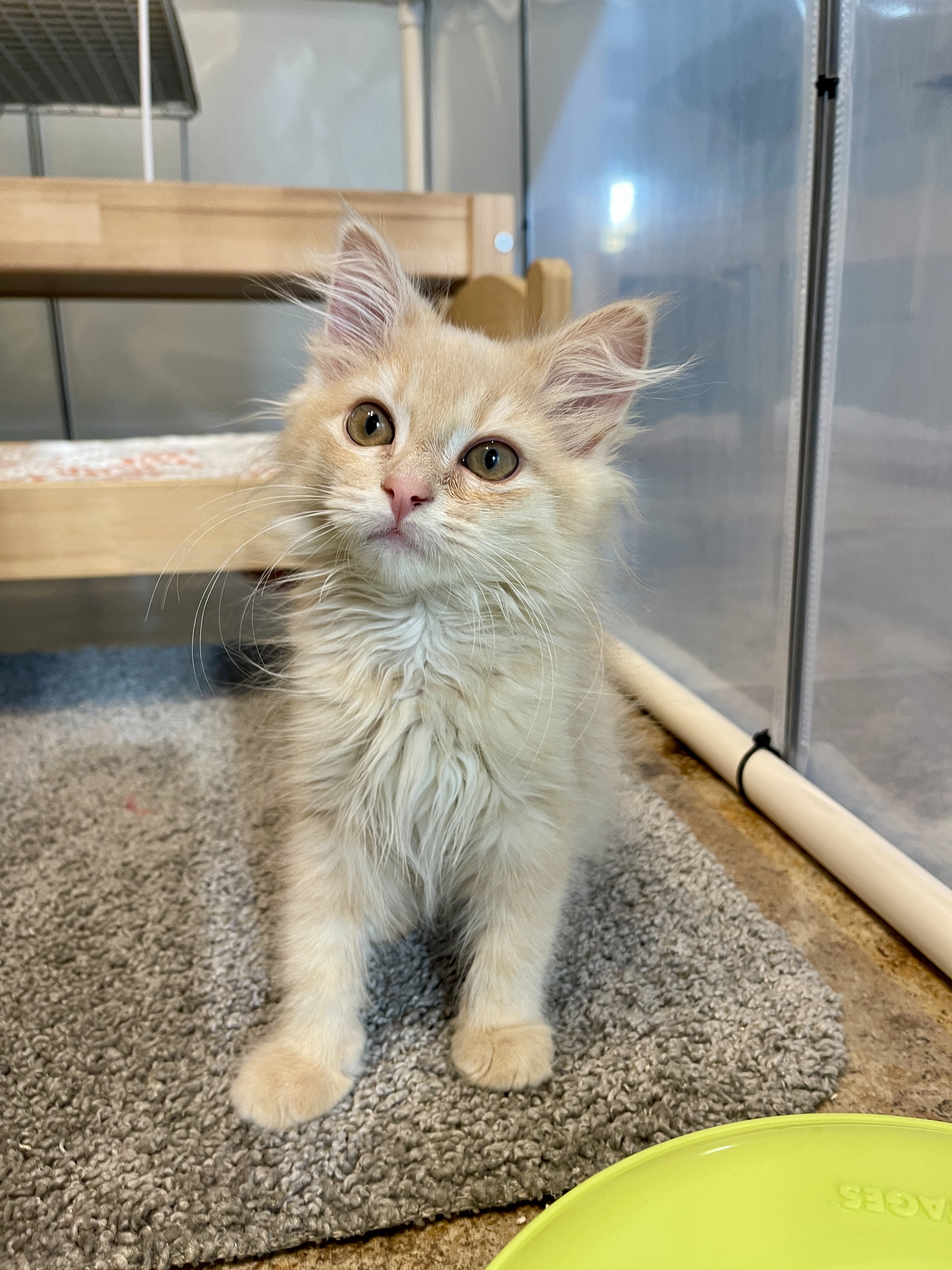 Picture of the Animal Listed