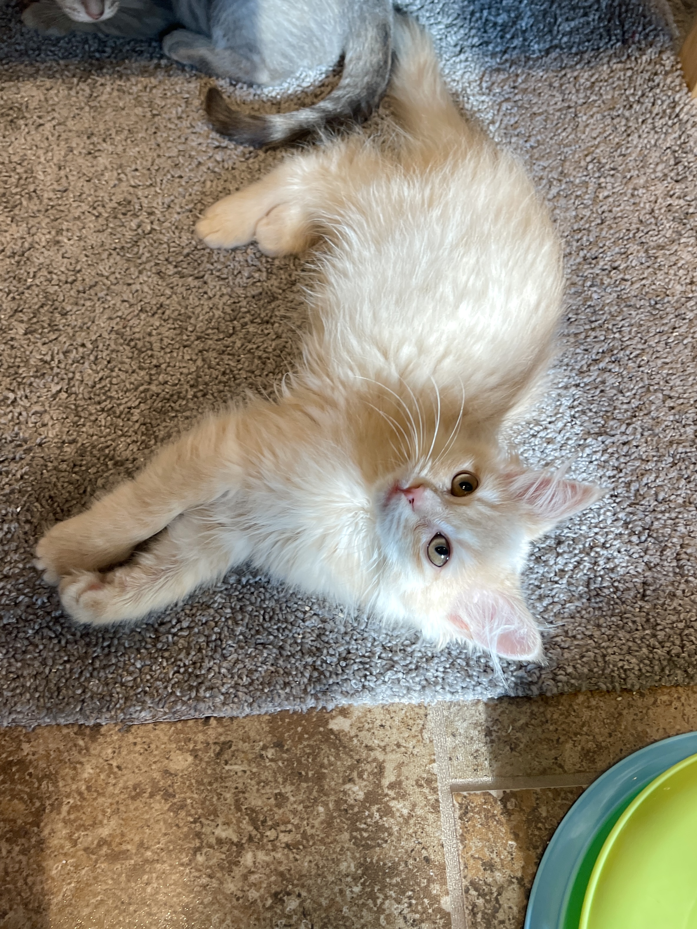 Picture of the Animal Listed