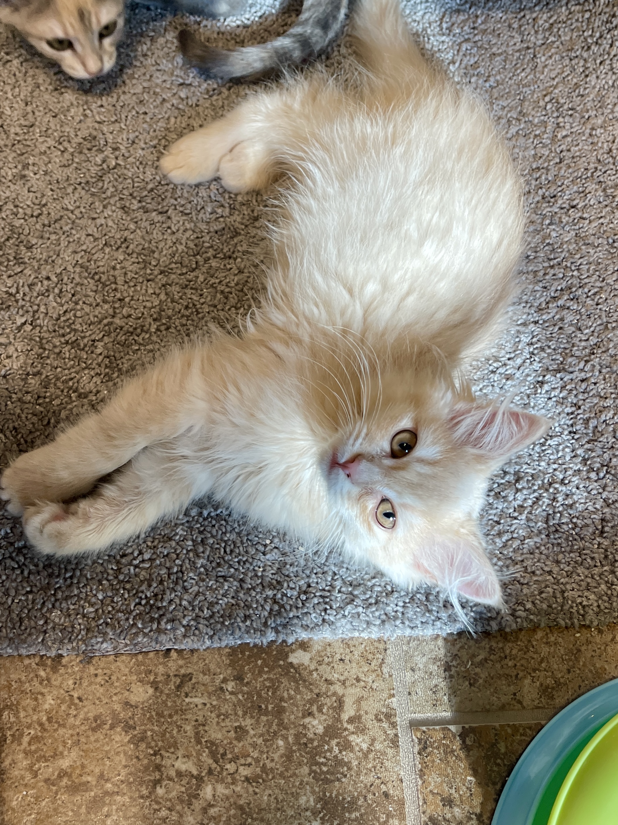 Picture of the Animal Listed