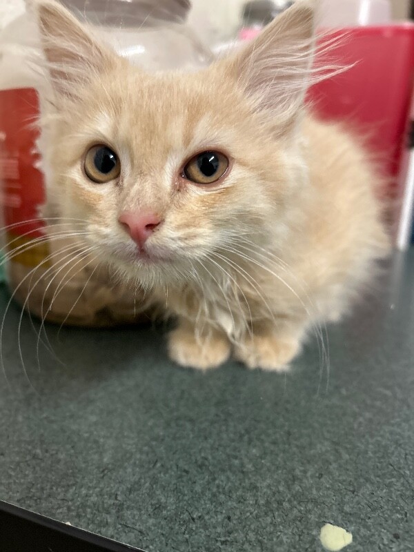 Picture of the Animal Listed