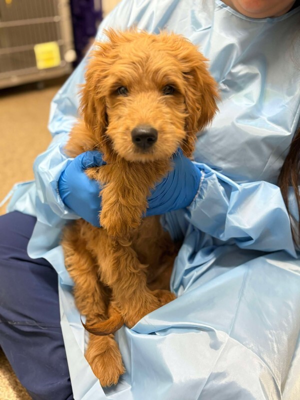 Picture of the Animal Listed