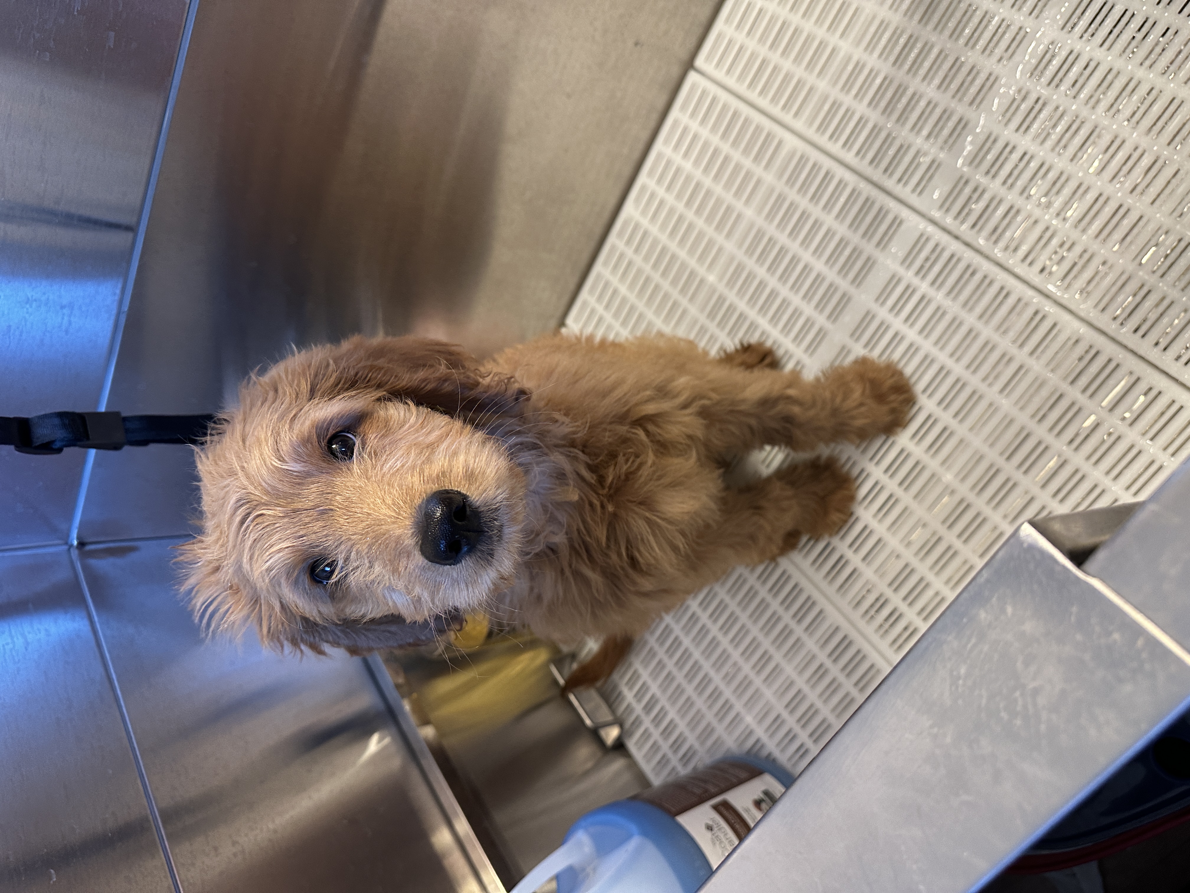 Picture of the Animal Listed