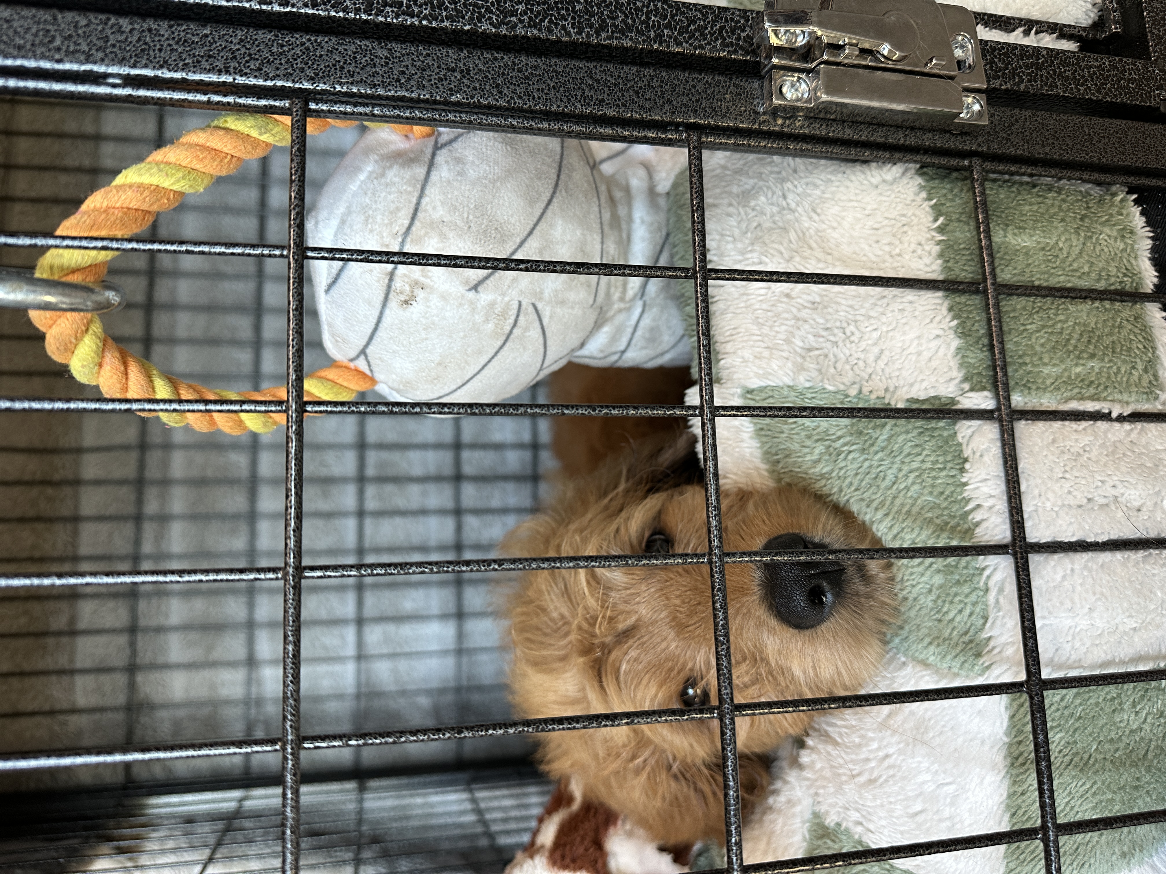 Picture of the Animal Listed