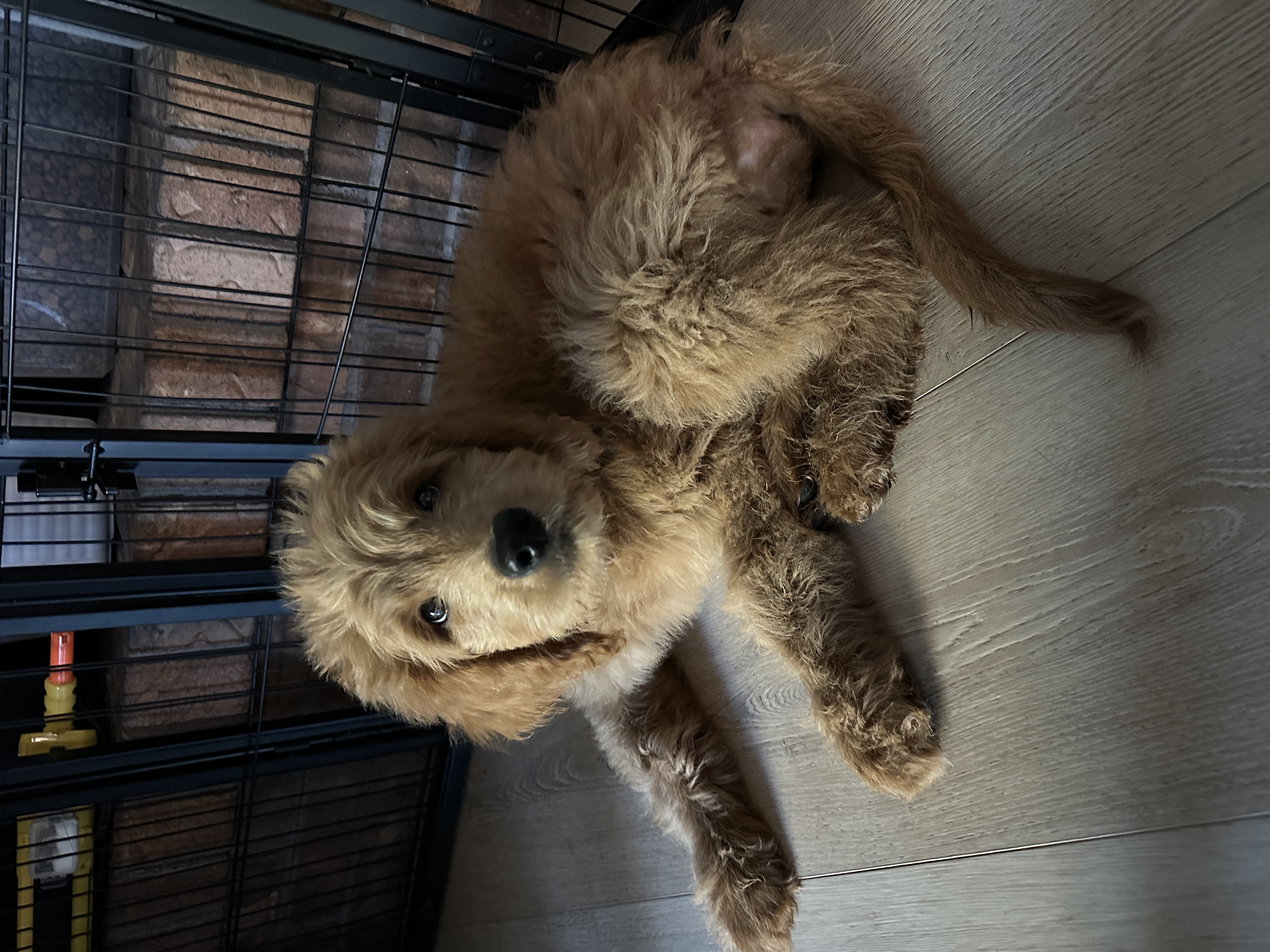 Picture of the Animal Listed