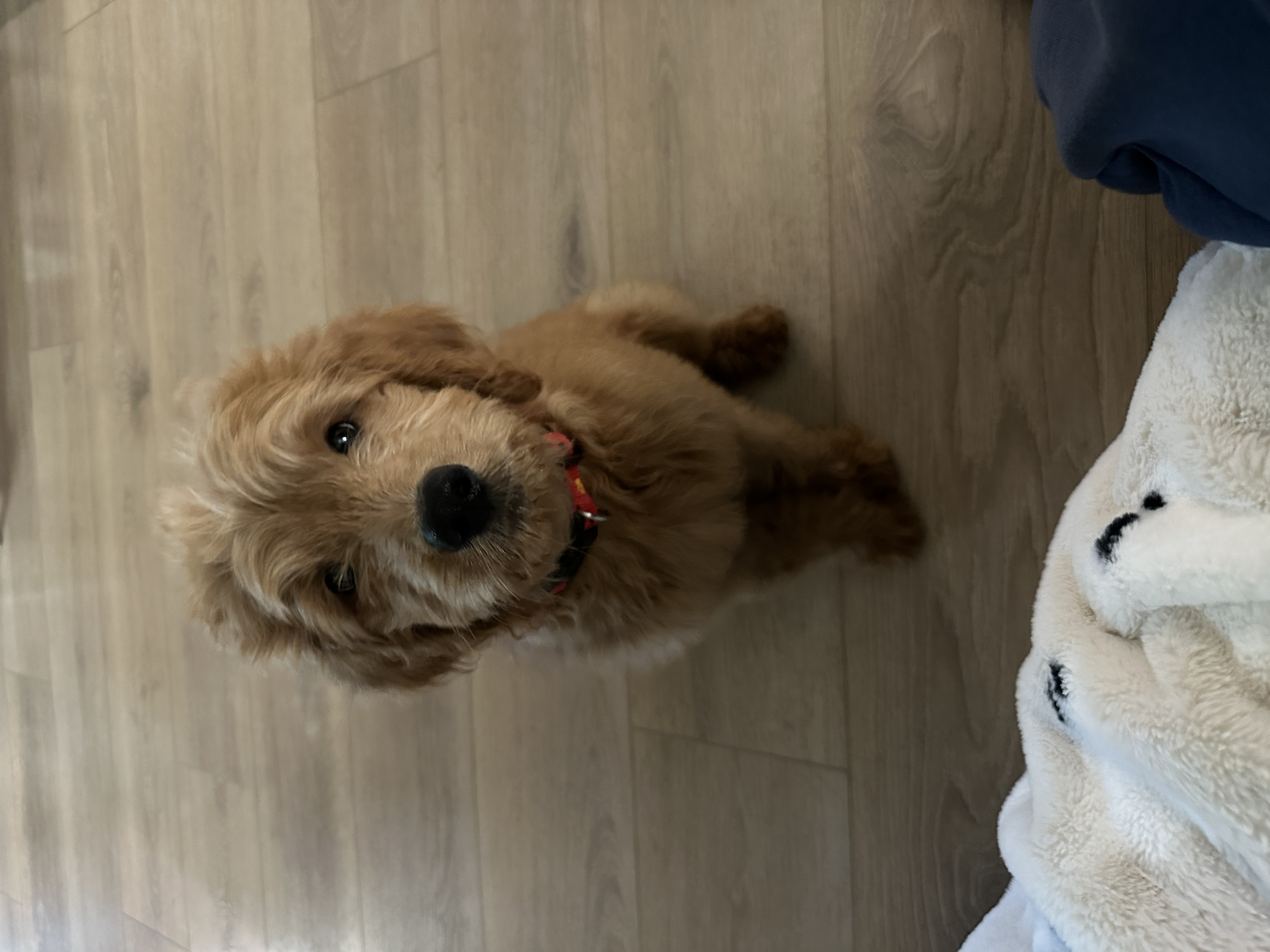 Picture of the Animal Listed