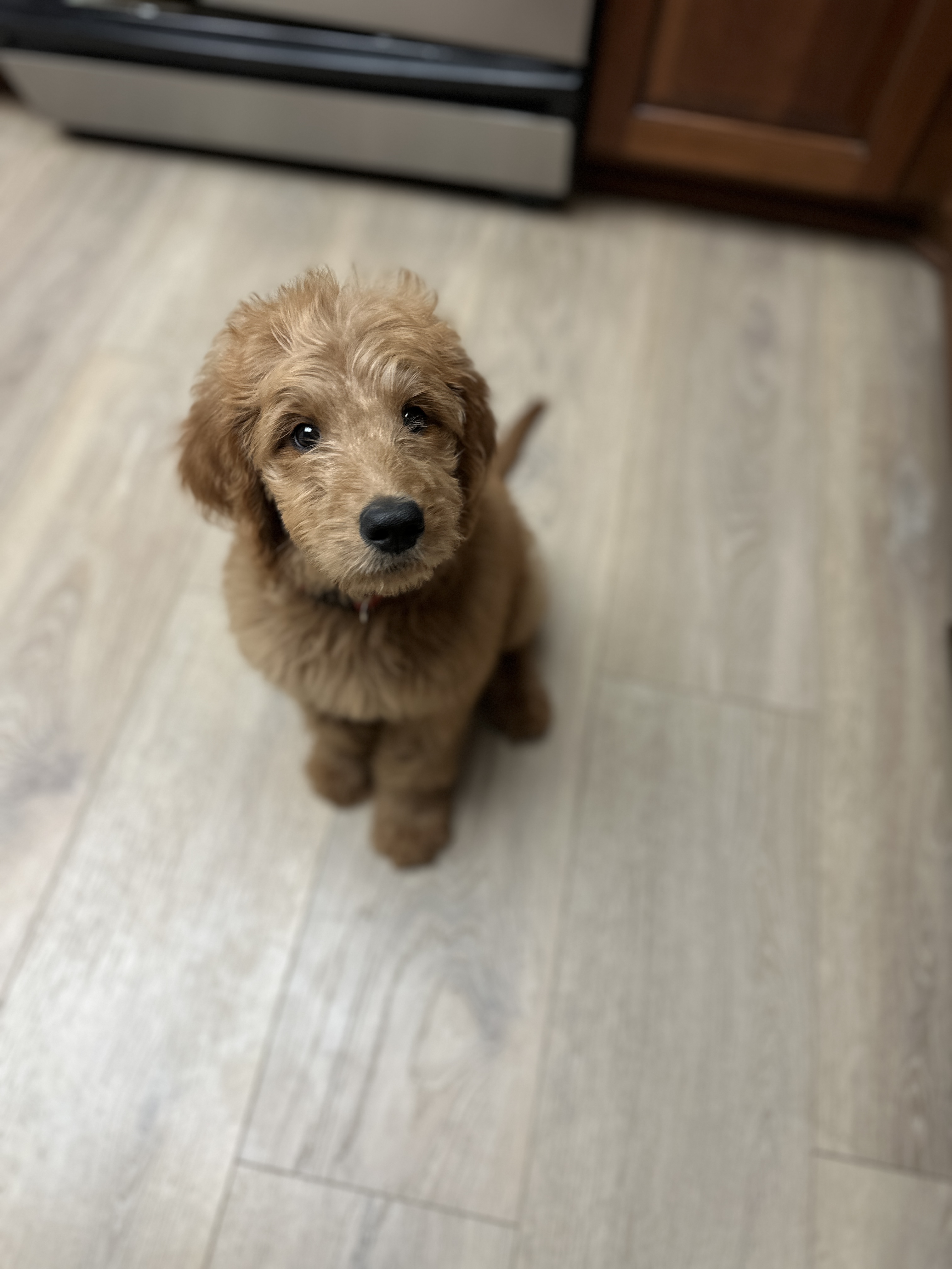 Picture of the Animal Listed