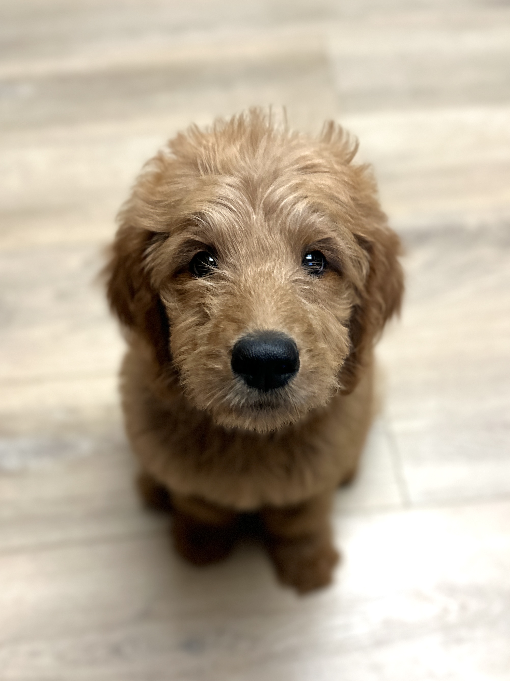 Picture of the Animal Listed