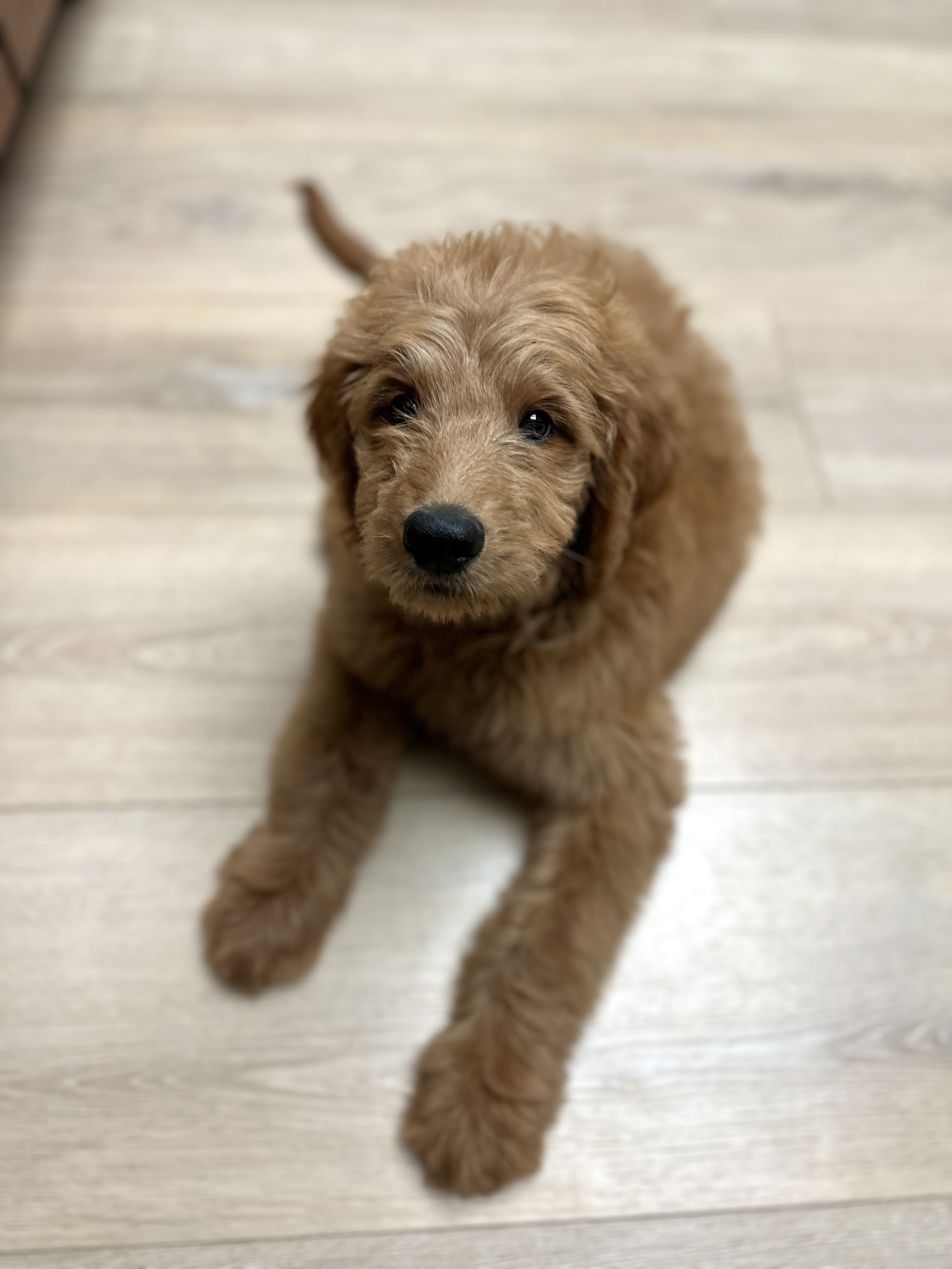 Picture of the Animal Listed