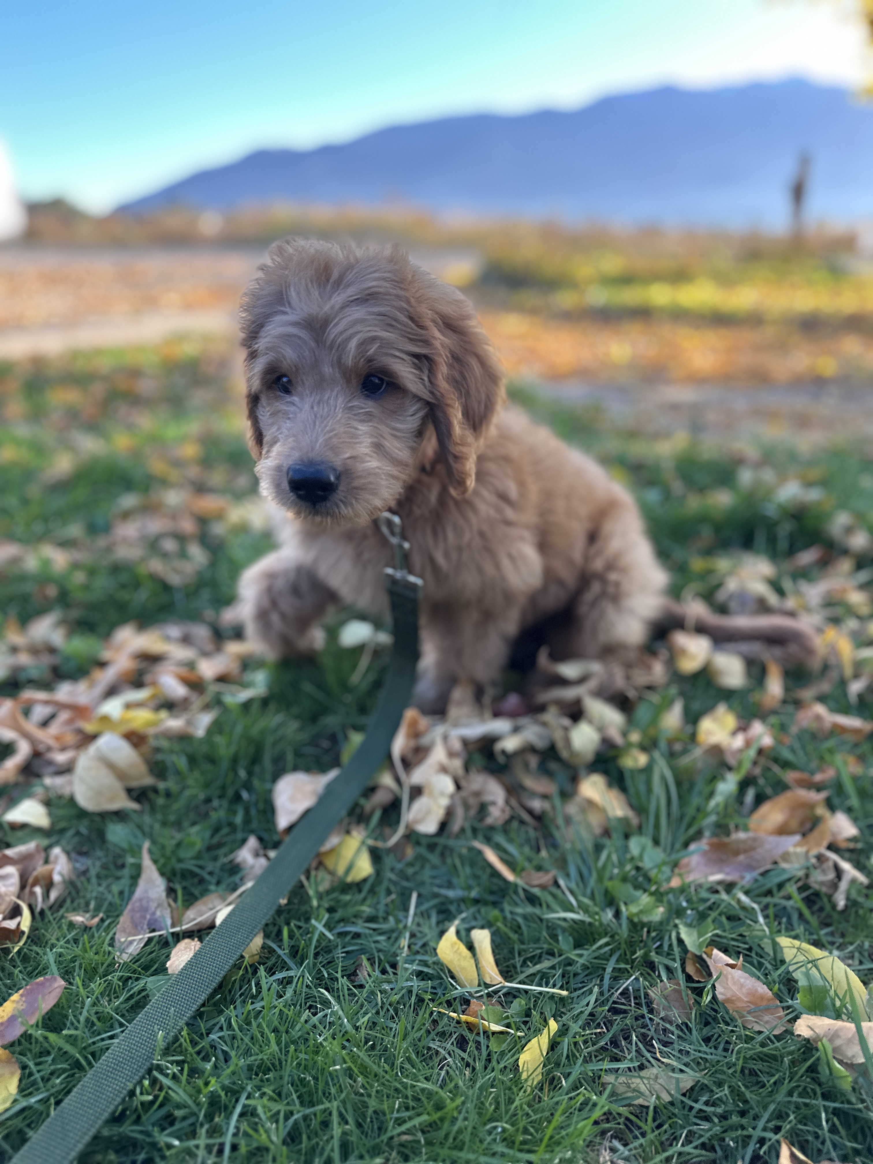 Picture of the Animal Listed