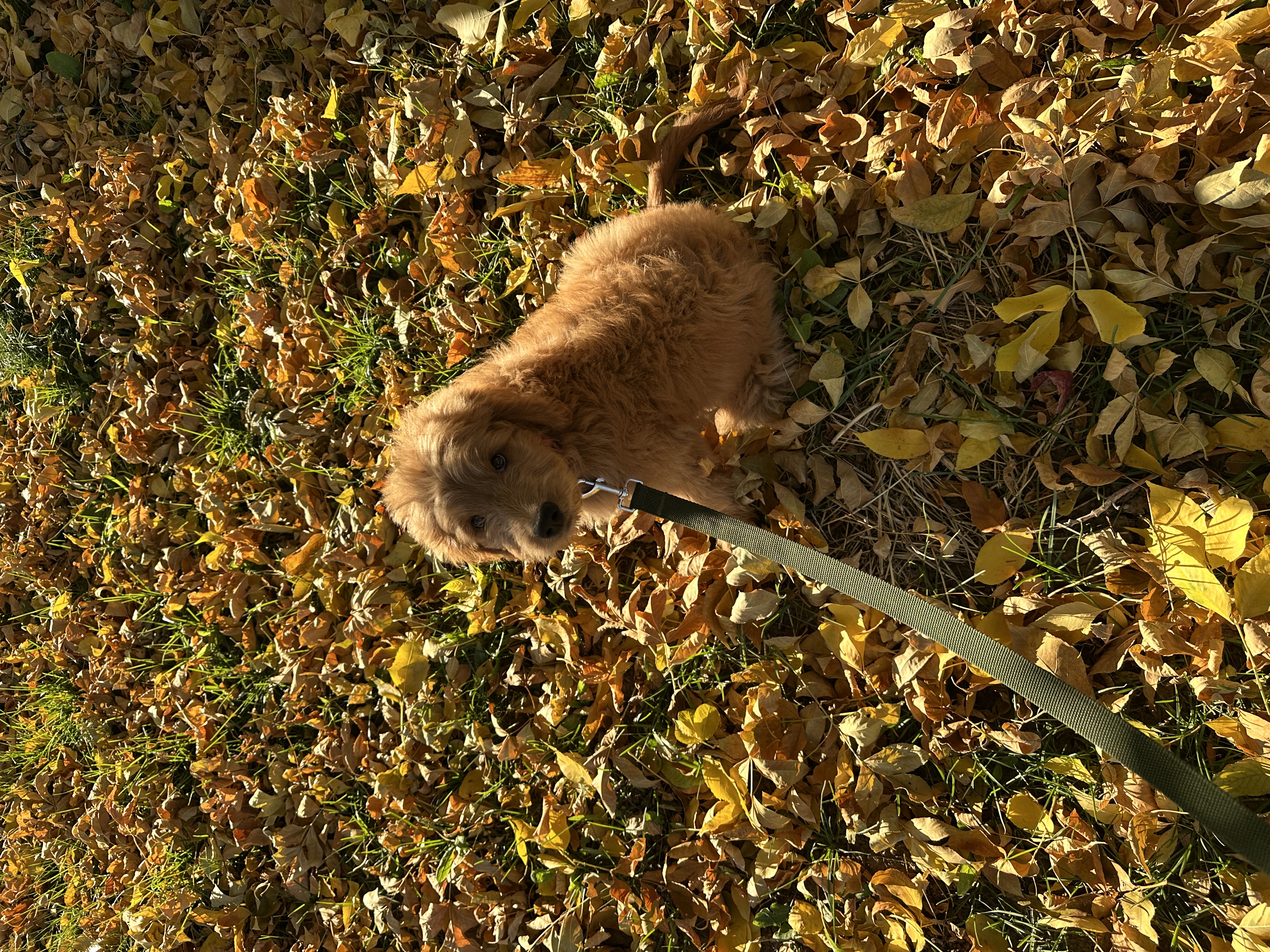 Picture of the Animal Listed