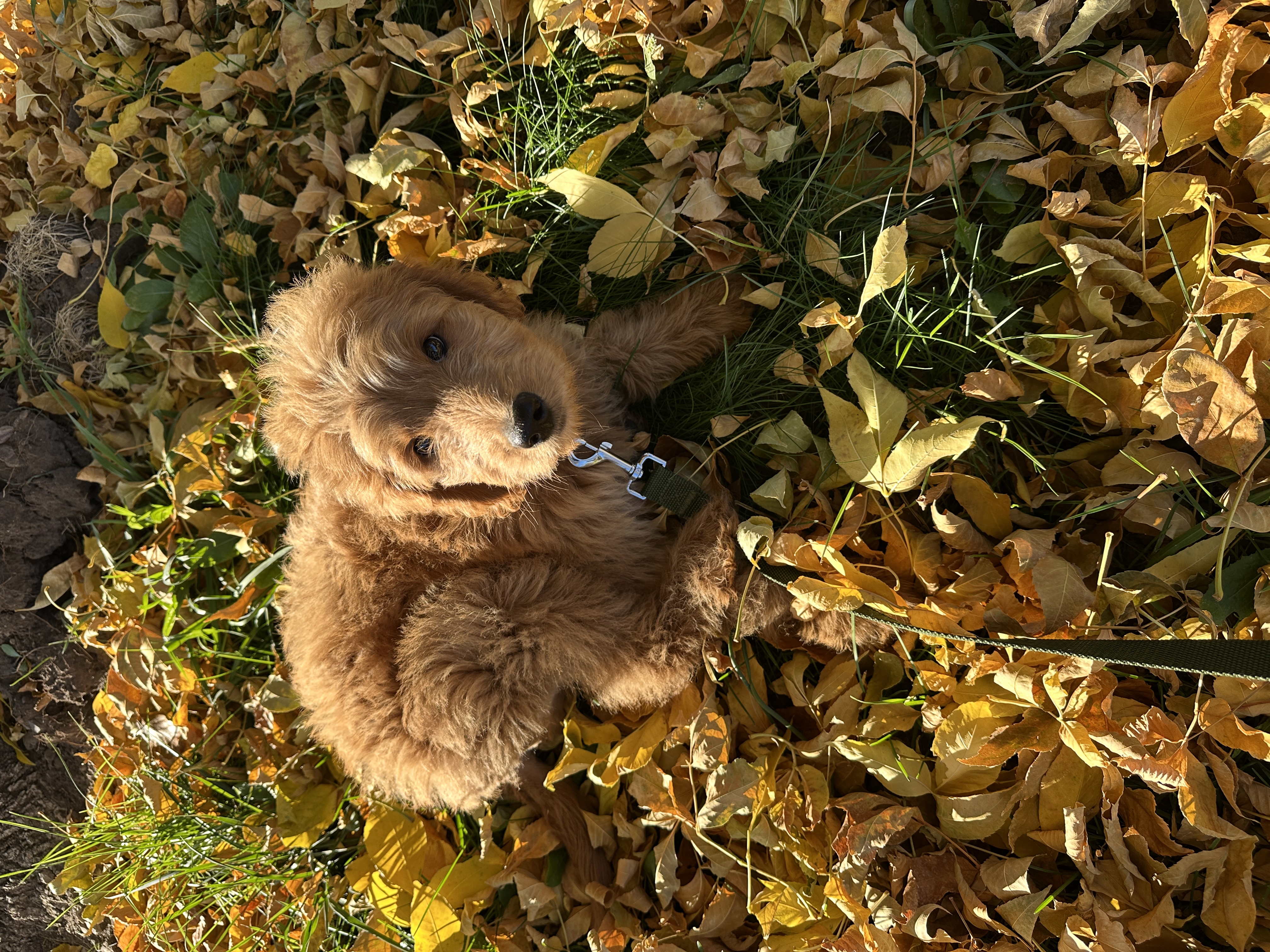 Picture of the Animal Listed