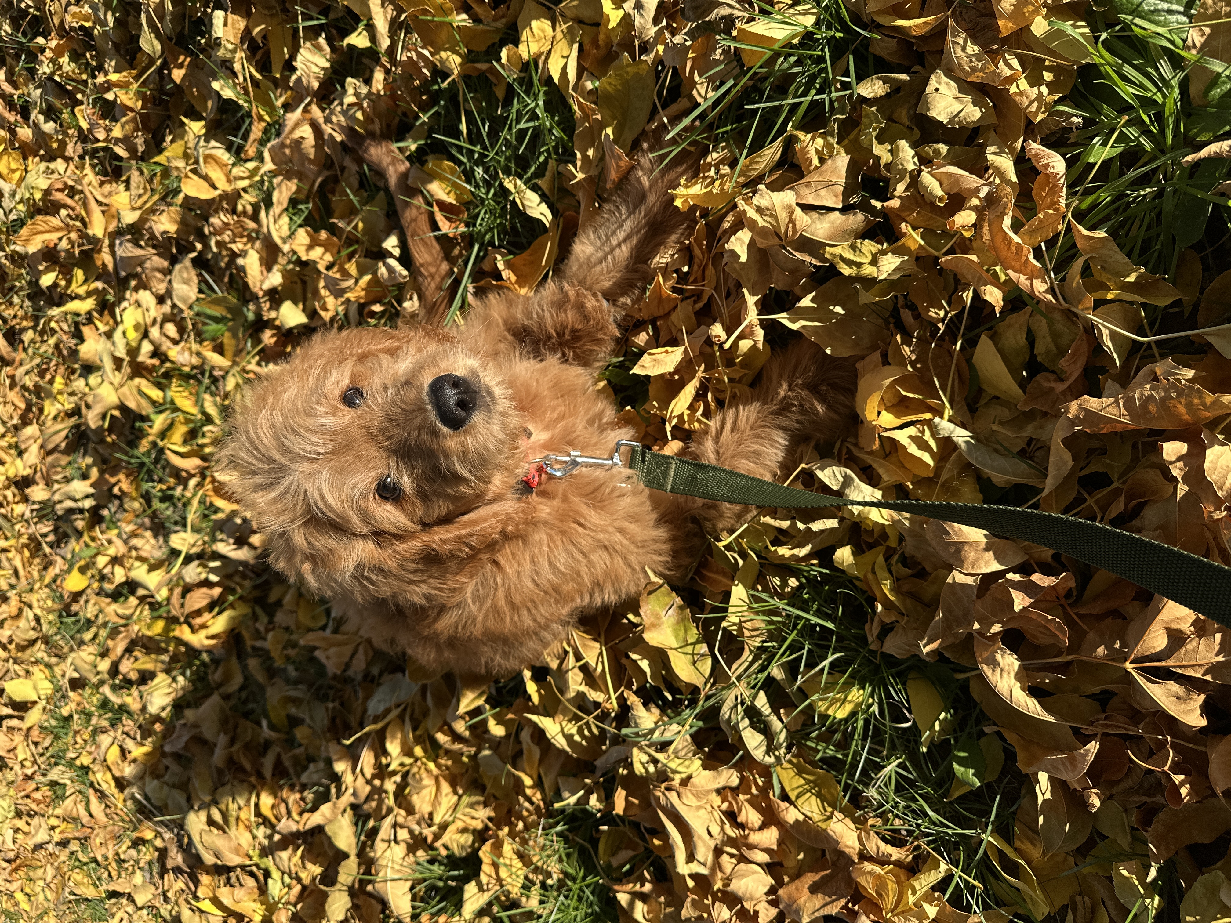 Picture of the Animal Listed