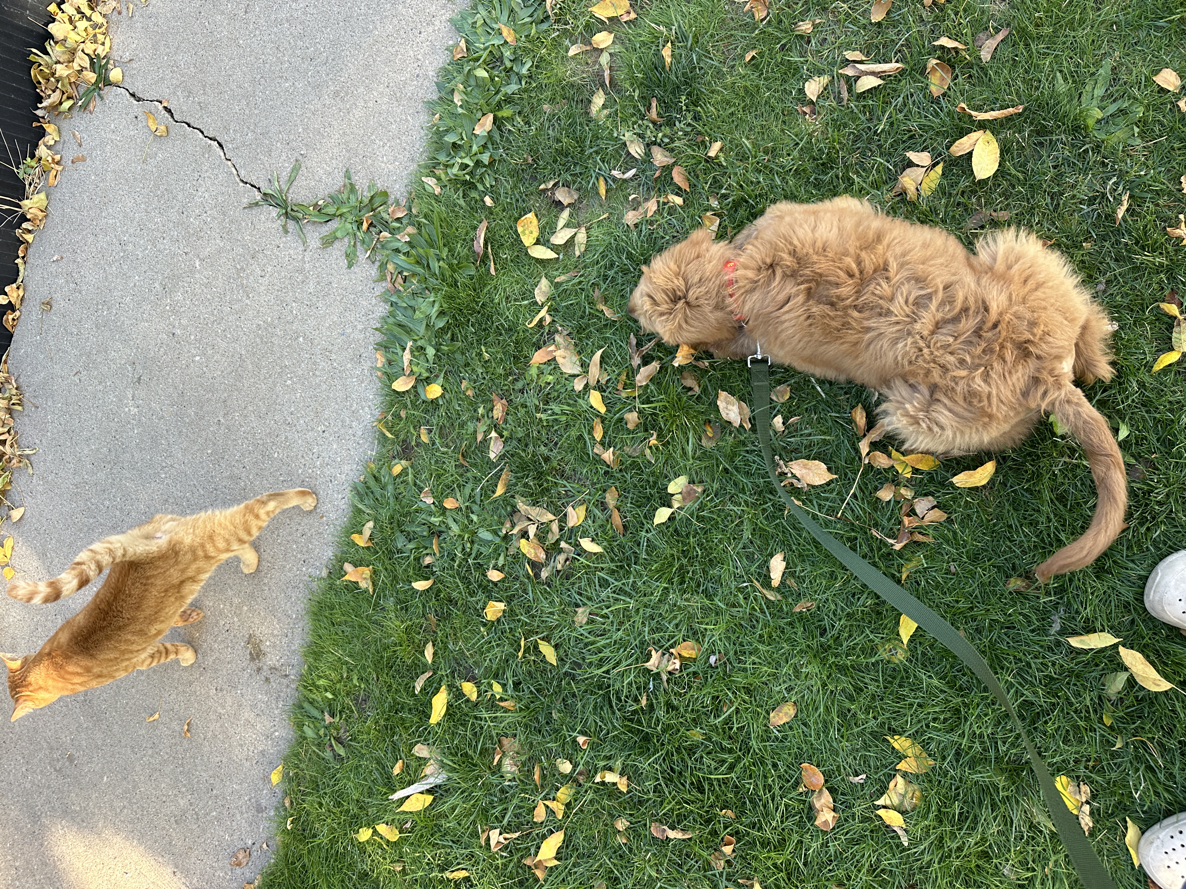 Picture of the Animal Listed