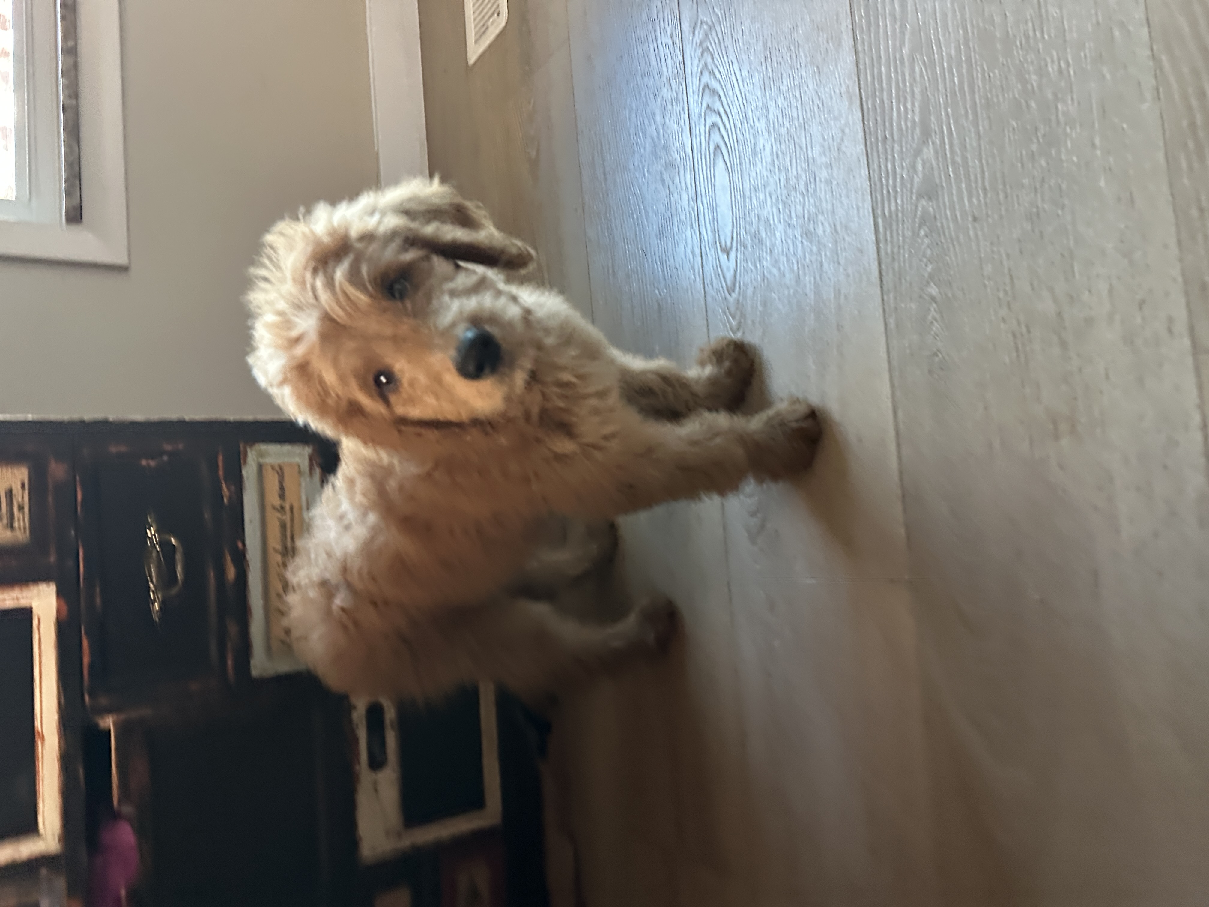 Picture of the Animal Listed