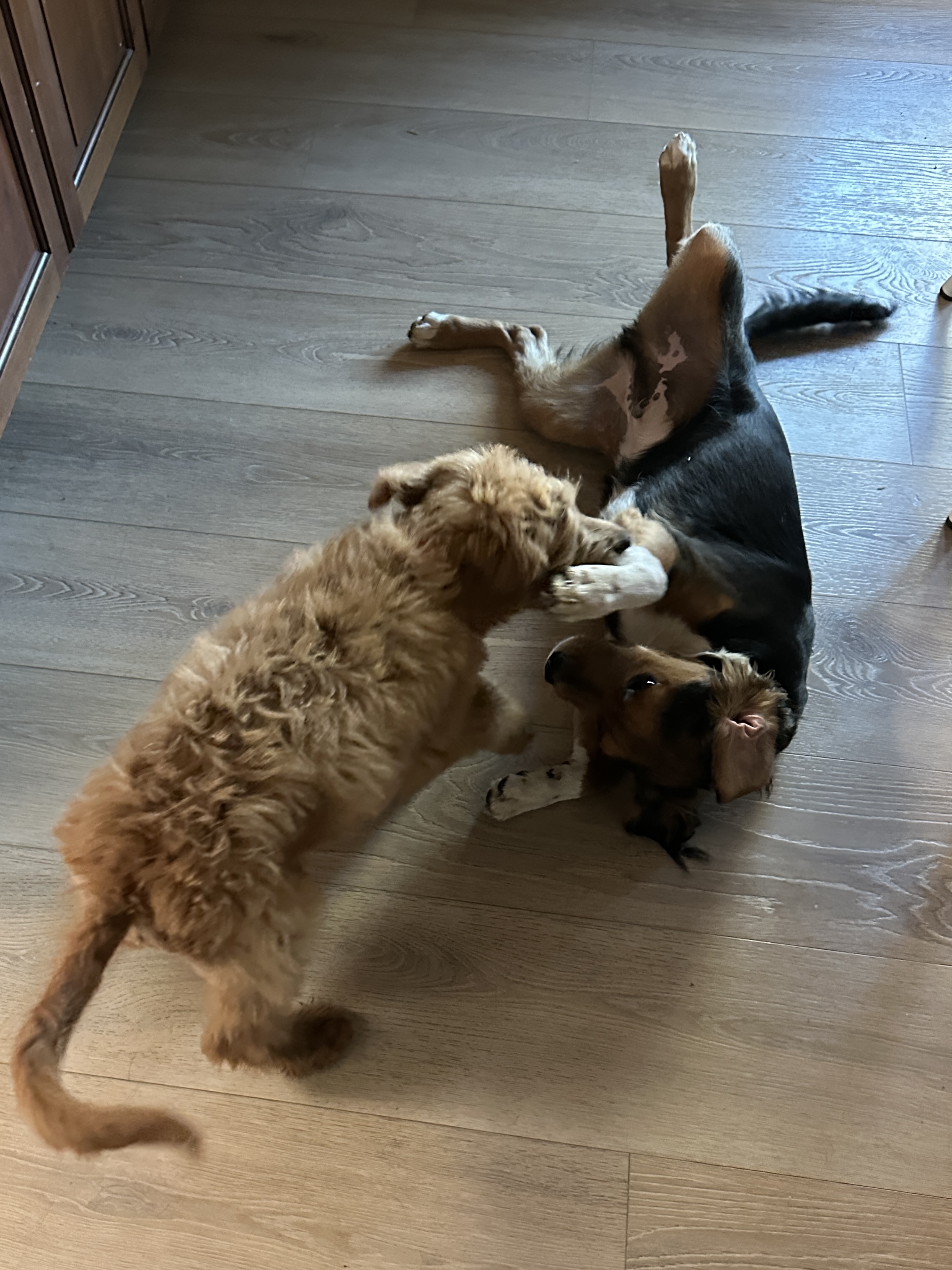 Picture of the Animal Listed