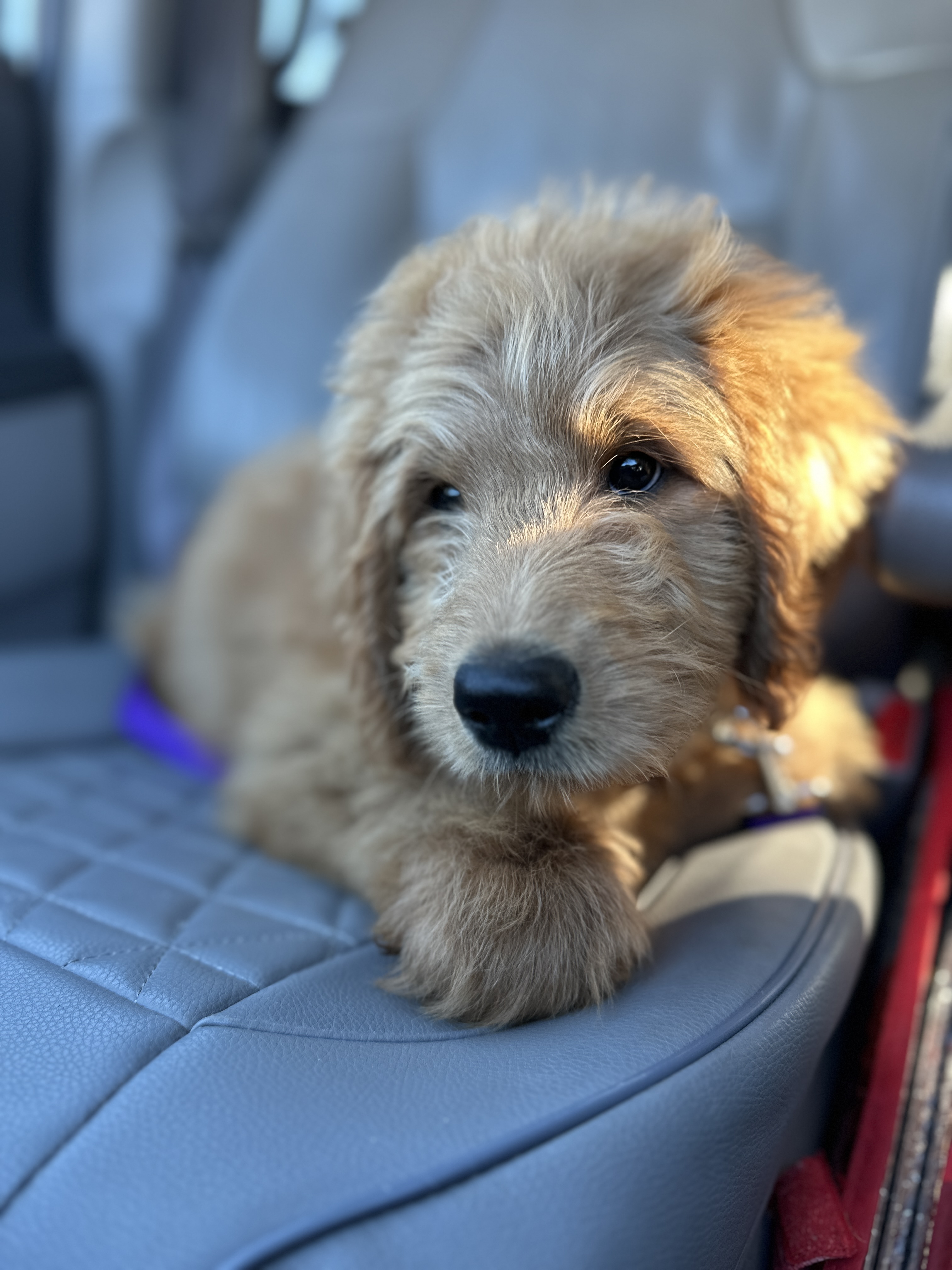 Picture of the Animal Listed