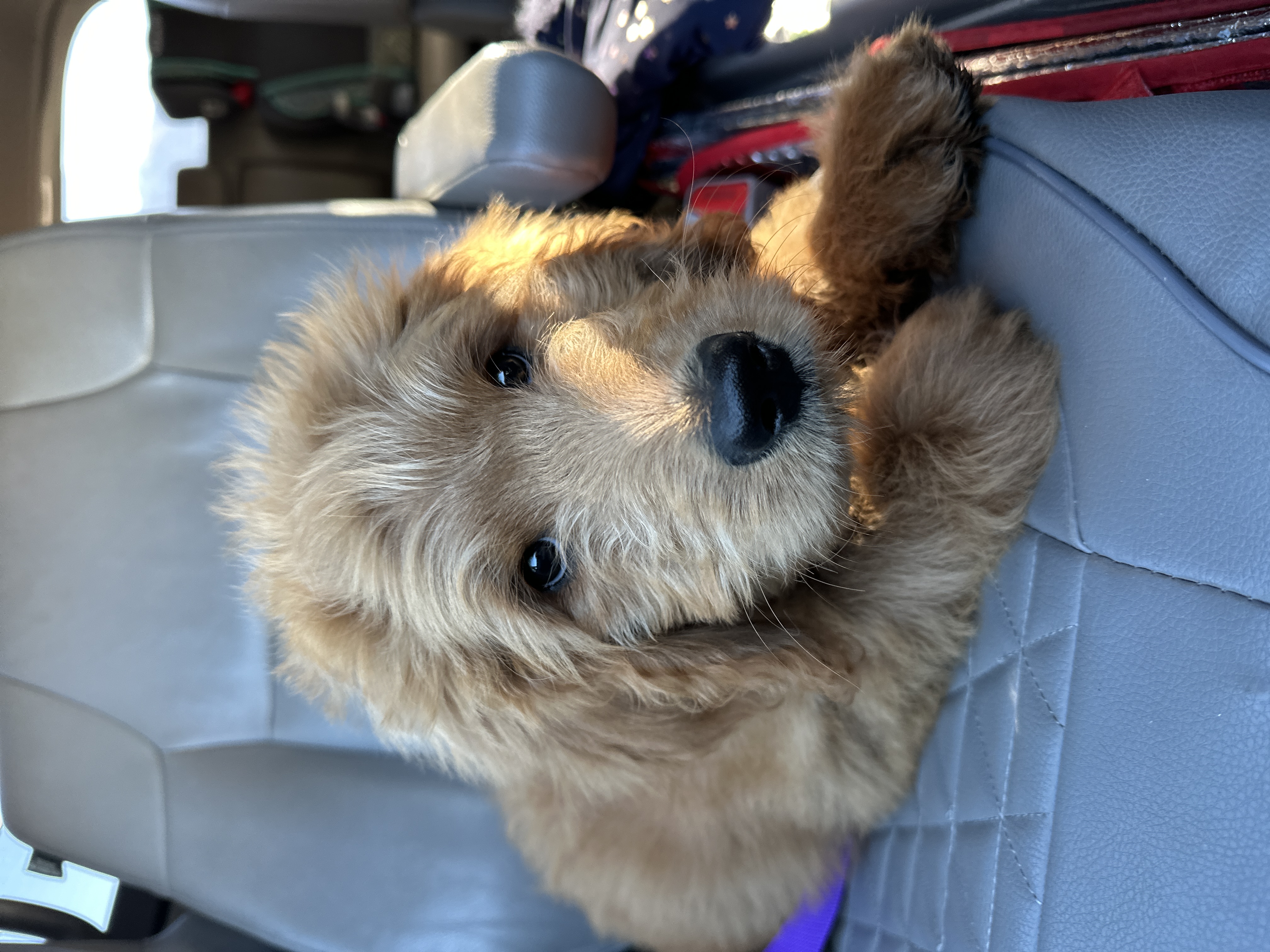 Picture of the Animal Listed