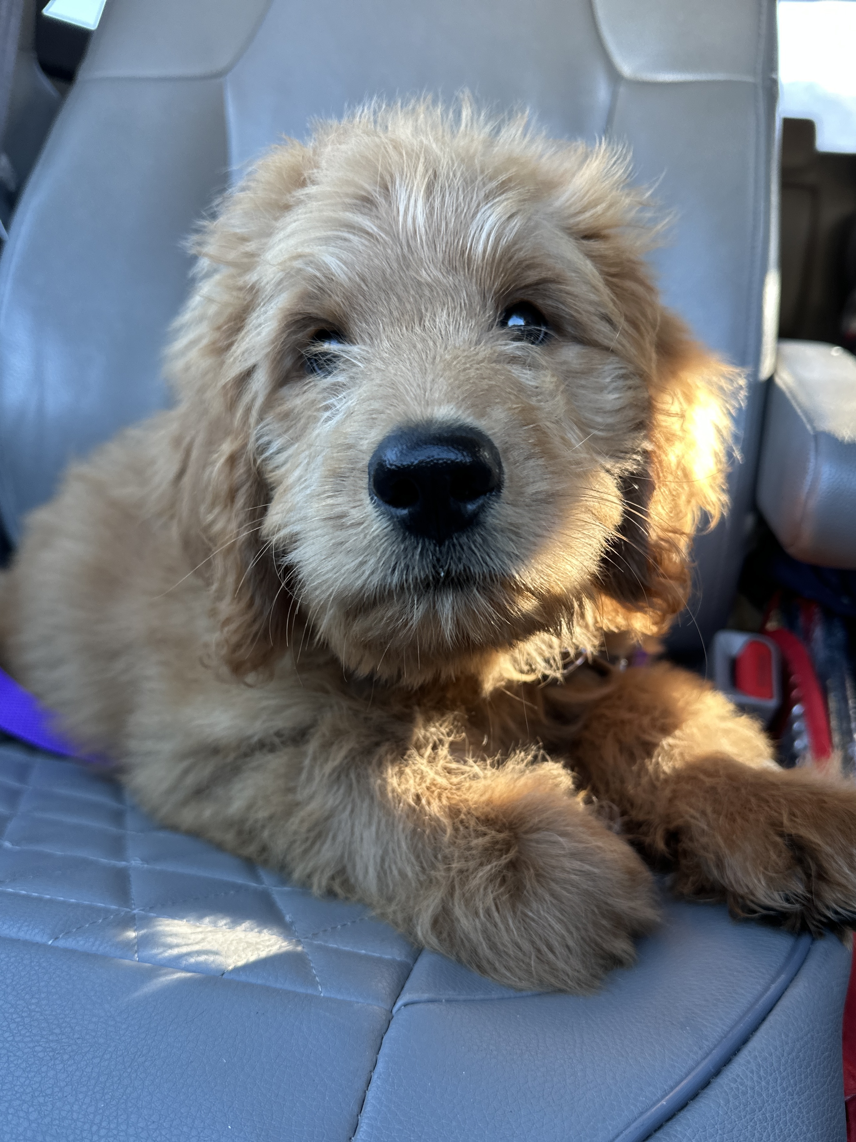 Picture of the Animal Listed