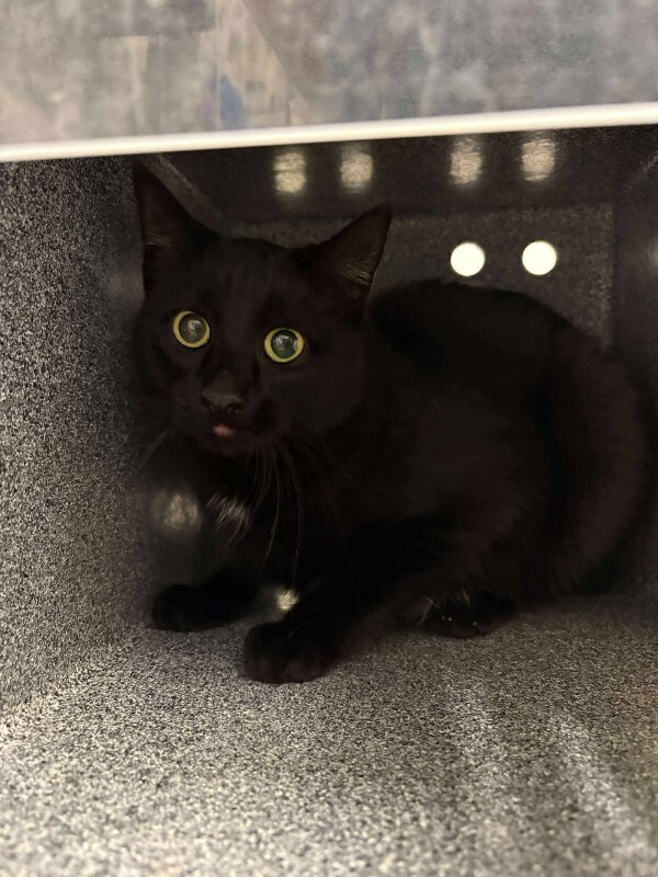 Picture of the Animal Listed