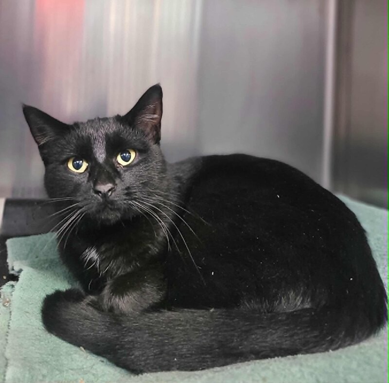 Picture of the Animal Listed