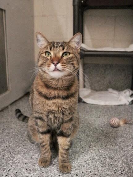 Picture of the Animal Listed