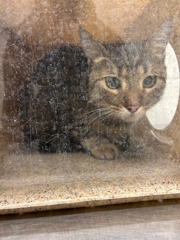 Picture of the Animal Listed