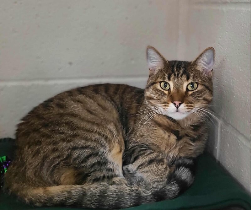 Picture of the Animal Listed