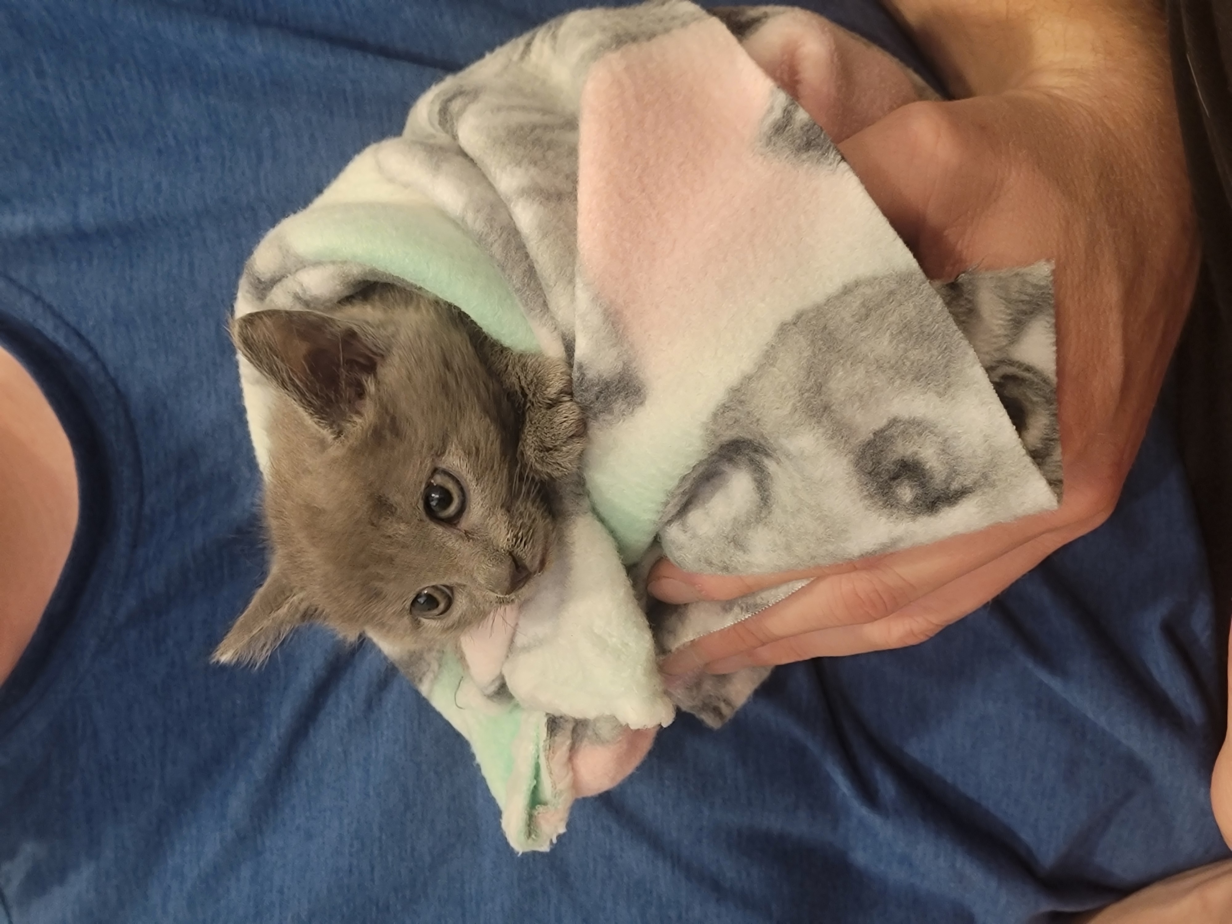 Picture of the Animal Listed