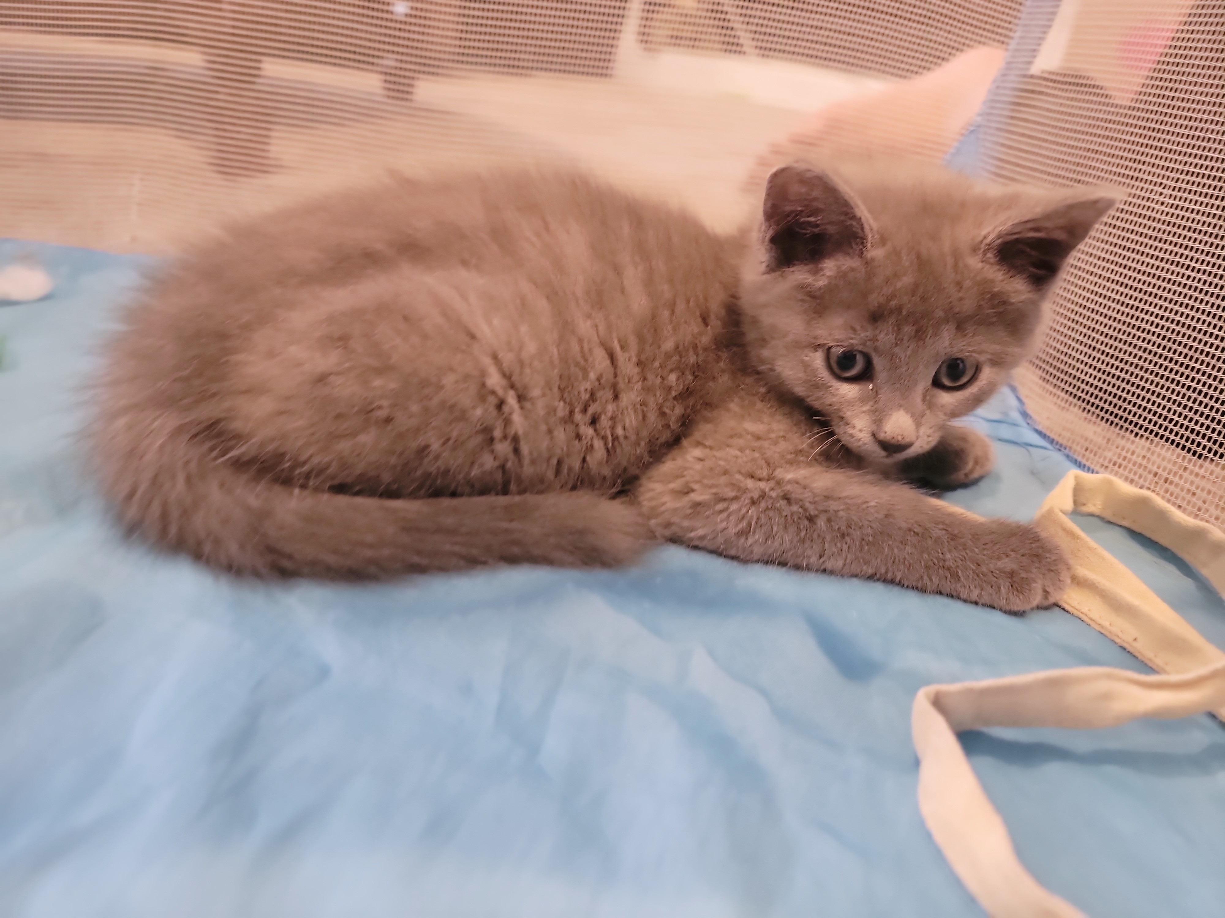 Picture of the Animal Listed