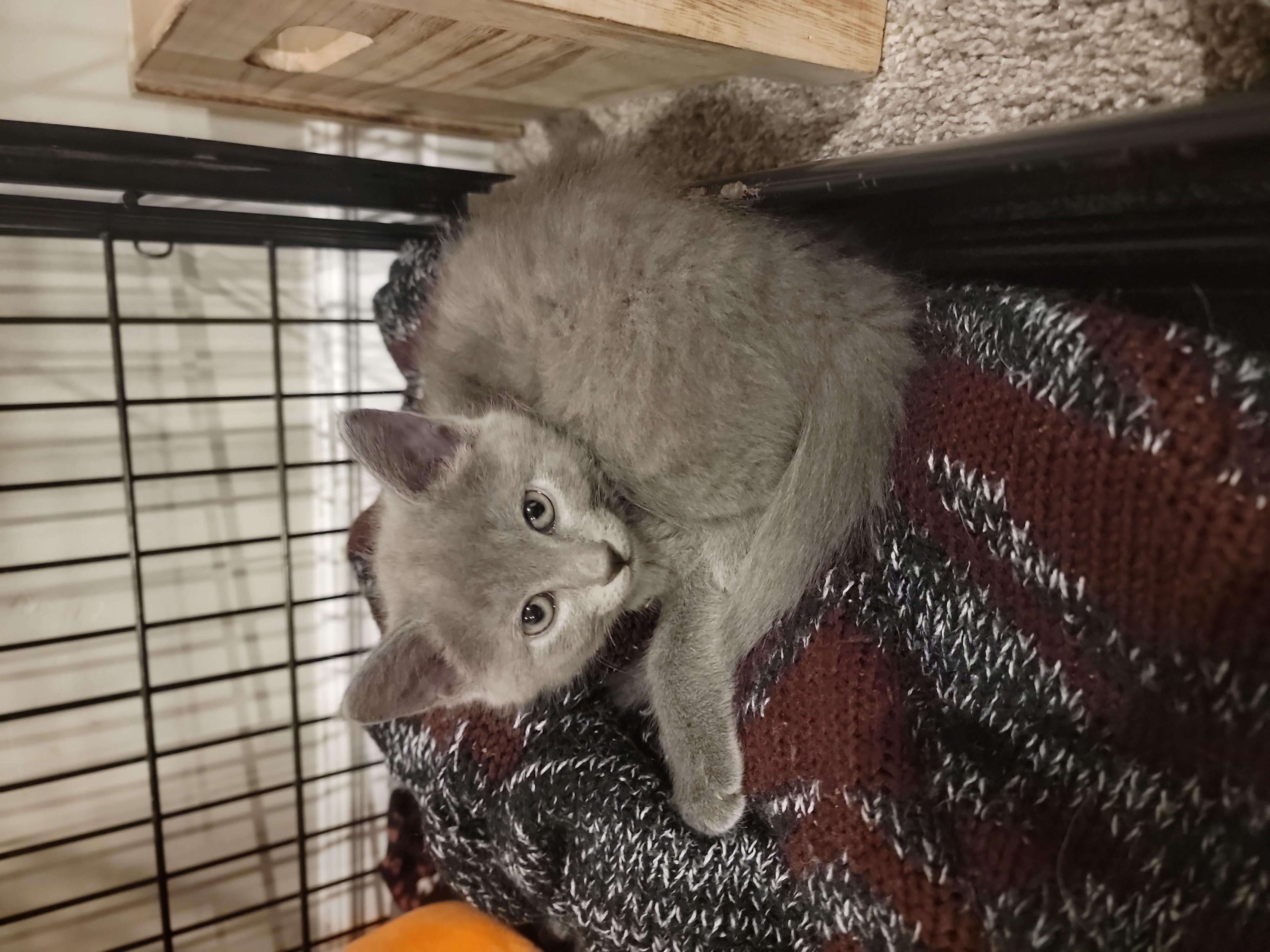 Picture of the Animal Listed